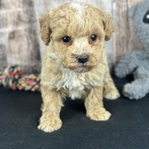 Poochon Red Puppy for sale - AYPC8340