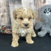 Poochon Red Puppy for sale - AYPC8340