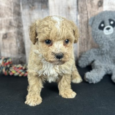 Poochon Red Puppy for sale - AYPC8340