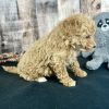 Poochon Red Puppy for sale - AYPC8339