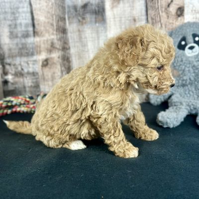 Poochon Red Puppy for sale - AYPC8339