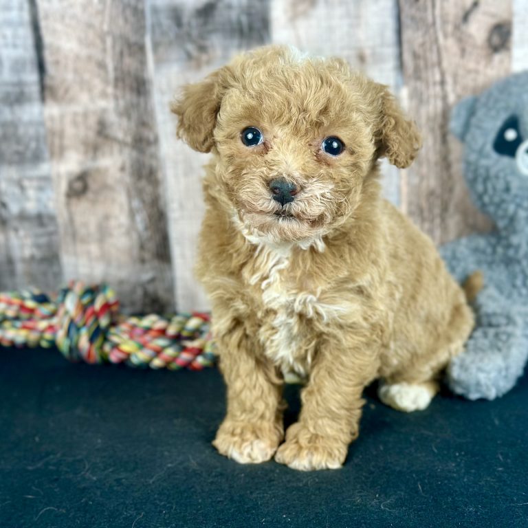 Girl Ella - Poochon