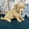 Poochon Red Puppy for sale - AYPC8337