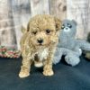 Poochon Red Puppy for sale - AYPC8341