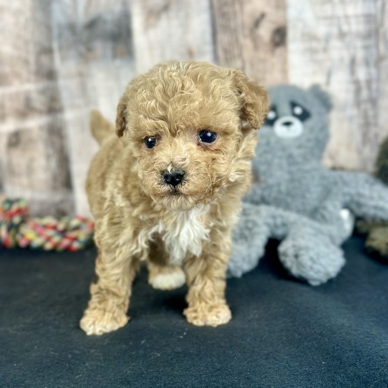 Boy Elmo - Poochon