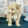 Poochon Red Puppy for sale - AYPC8341