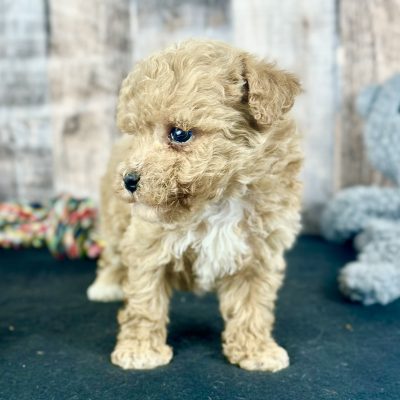 Poochon Red Puppy for sale - AYPC8341