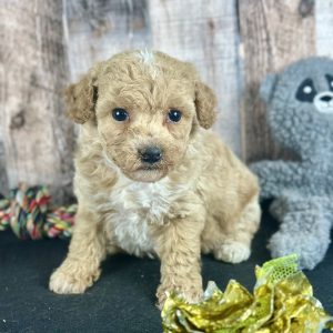 Poochon Red Puppy for sale - AYPC8338