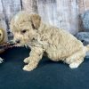Poochon Red Puppy for sale - AYPC8338