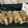 Cavapoo Red and White Puppy for sale - MMCP5555