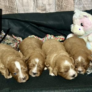 Cavapoo Red and White Puppy for sale - MMCP5555