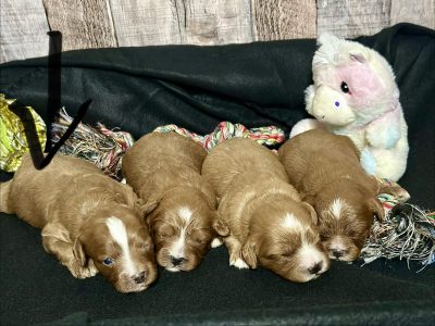 Cavapoo Red and White Puppy for sale - MMCP5555