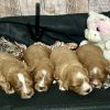 Cavapoo Red Puppy for sale - MMCP6666