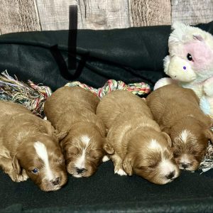 Cavapoo Red Puppy for sale - MMCP6666