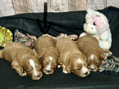 Cavapoo Red Puppy for sale - MMCP6666