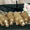Cavapoo Red and White Puppy for sale - MMCP7777