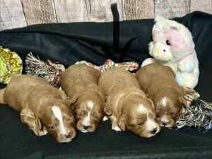 Girl Gloria - Cavapoo