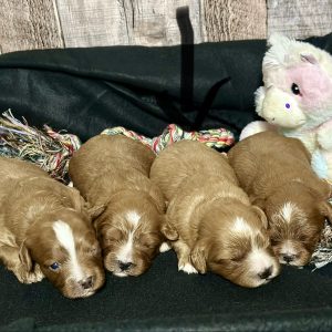Cavapoo Red and White Puppy for sale - MMCP7777