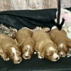 Cavapoo Red and White Puppy for sale - MMCP8888