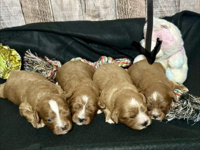Cavapoo Red and White Puppy for sale - MMCP8888