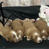 Cavapoo Red and White Puppy for sale - MMCP5555