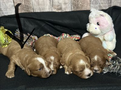Cavapoo Red and White Puppy for sale - MMCP5555