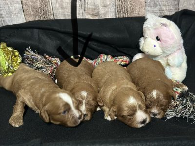 Cavapoo Red Puppy for sale - MMCP6666
