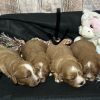 Cavapoo Red and White Puppy for sale - MMCP7777