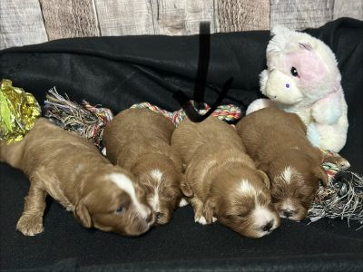 Cavapoo Red and White Puppy for sale - MMCP7777