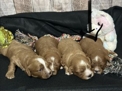Cavapoo Red and White Puppy for sale - MMCP8888
