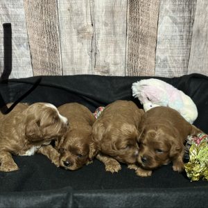Cavapoo Red and White Puppy for sale - MMCP1111