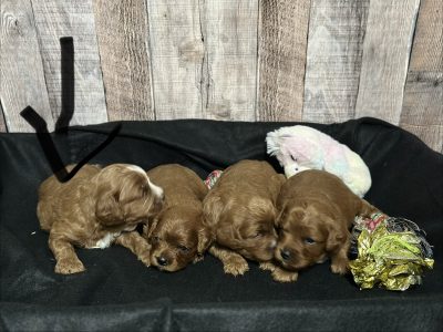 Cavapoo Red and White Puppy for sale - MMCP1111