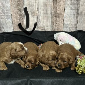 Cavapoo Red and White Puppy for sale - MMCP2222