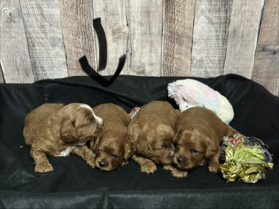 Cavapoo Red and White Puppy for sale - MMCP2222