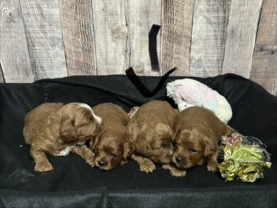 Cavapoo Red and White Puppy for sale - MMCP3333