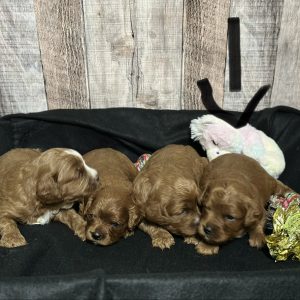 Cavapoo Red and White Puppy for sale - MMCP4444