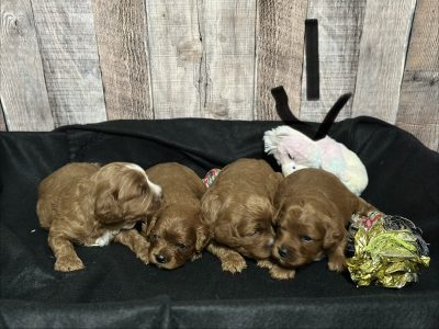 Cavapoo Red and White Puppy for sale - MMCP4444