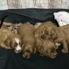 Cavapoo Red and White Puppy for sale - MMCP1111