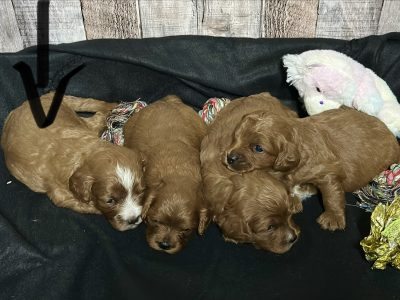 Cavapoo Red and White Puppy for sale - MMCP1111