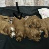 Cavapoo Red and White Puppy for sale - MMCP2222
