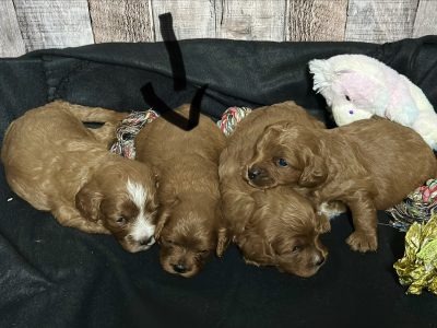 Cavapoo Red and White Puppy for sale - MMCP2222