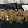 Cavapoo Red and White Puppy for sale - MMCP3333