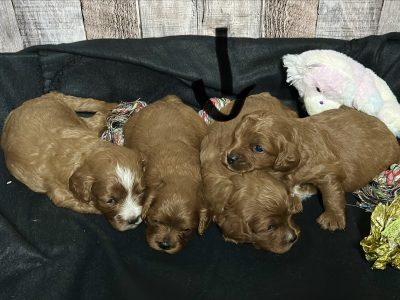 Cavapoo Red and White Puppy for sale - MMCP3333