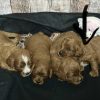 Cavapoo Red and White Puppy for sale - MMCP4444