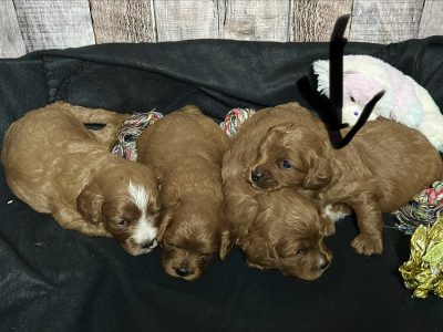 Cavapoo Red and White Puppy for sale - MMCP4444