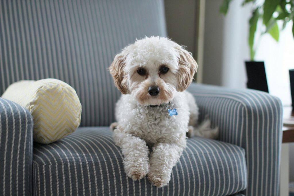 Cavapoo puppy for sale sitting on a couch at Boundless Horizon Puppies