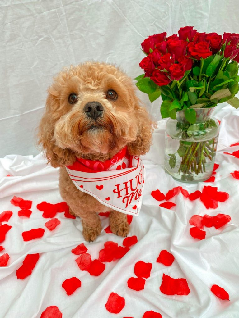Cute cavapoo posing with roses