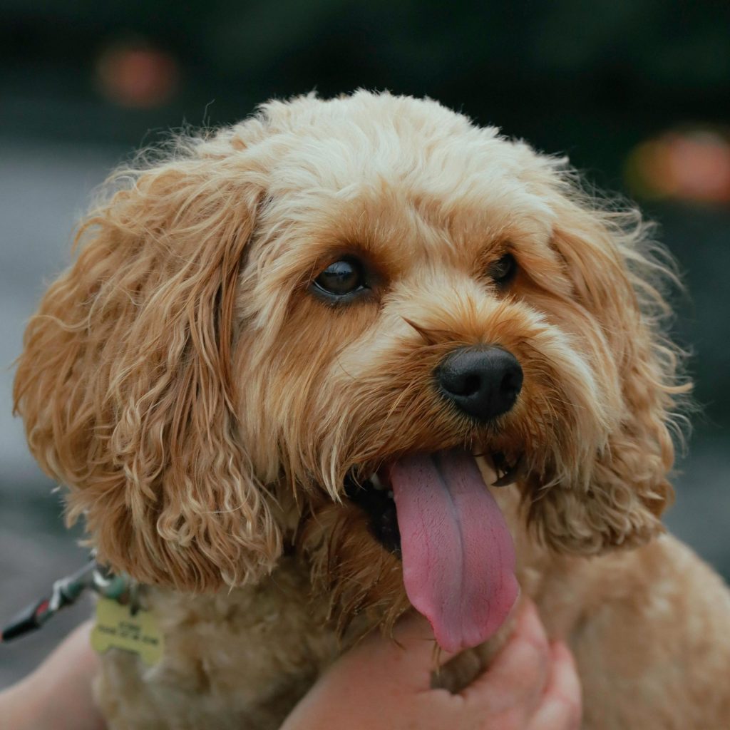 Healthy Cavapoo puppy at the vet for a routine checkup at Boundless Horizon Puppies