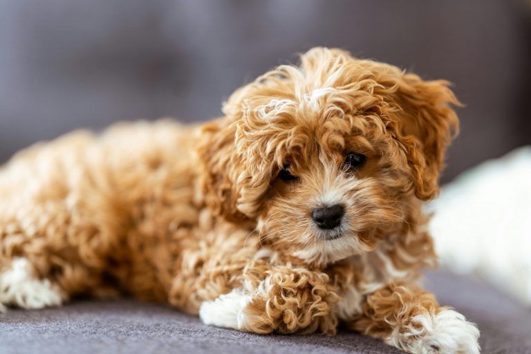 adorable Cavapoo puppy with soft, fluffy coat