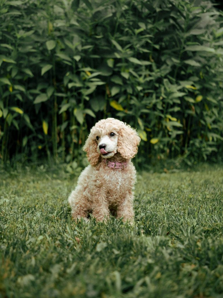 Toy poodle sitting outside